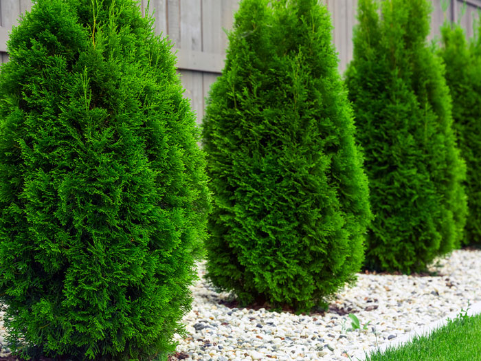 Thuja-Smaragd-steingarten Lebensbaum Smaragd Pflanze