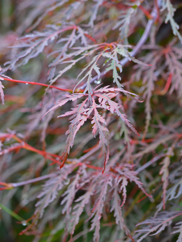 Nahaufnahme Acer palmatum Dissectum Garnet