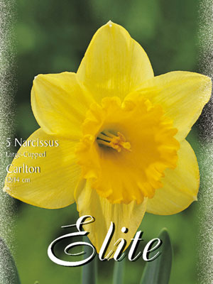 narcissus_carlton_small_cup