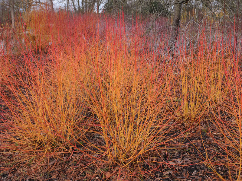 Cornus sanguinea 'Midwinter Fire', Feuer-Hartriegel Cornus sanguinea 'Midwinter Fire', Feuer-Hartriegel