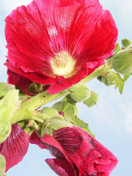 alcea-mars-magic