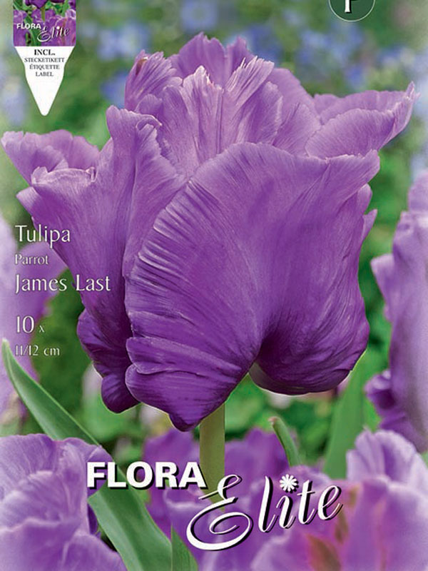 Tulpe-James-Last Tulpe James Last