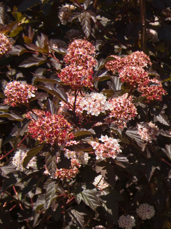 Physocarpus Black Panther Bluete