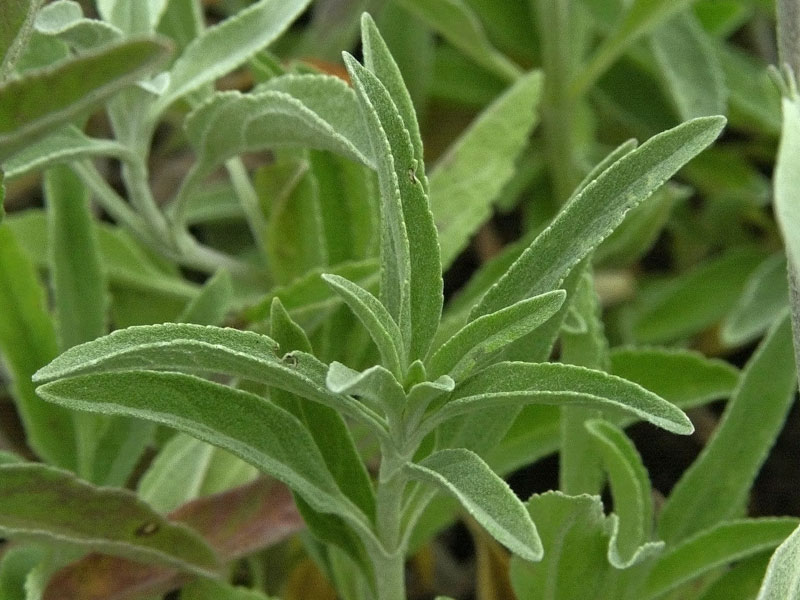 Veronica spicata ssp. incana Nahaufnahme des Blatts