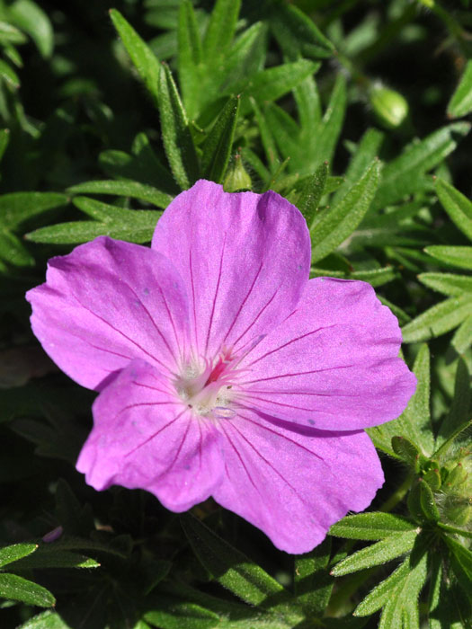 geranium-max-frei Einzelblüte des Blut-Storchschnabels 'Max Frei'
