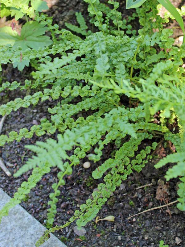 Farn Athyrium Frizelliae