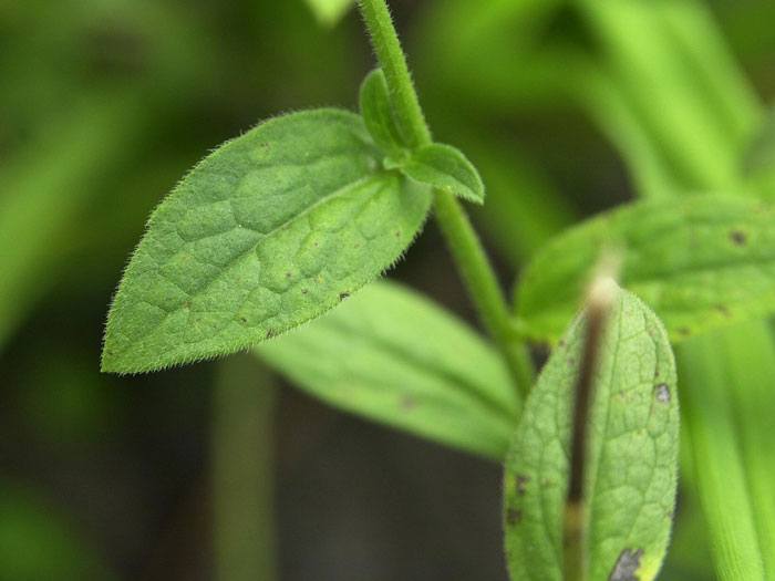aster-blatt Aster amellus 'Rudolf Goethe', Bergaster, Amellusaster