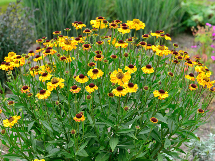 sonnenbraut-wyndley Helenium x cultorum 'Wyndley', Garten-Sonnenbraut