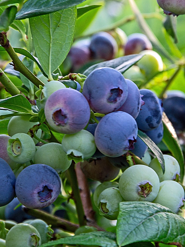 Heidelbeeren der Sorte Bluecrop am Strauch