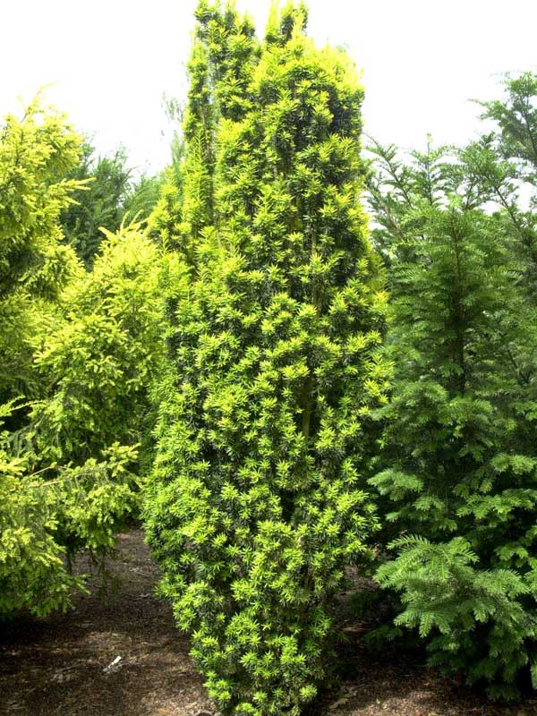 Taxus baccata 'Fastigiata Aureomarginata'
