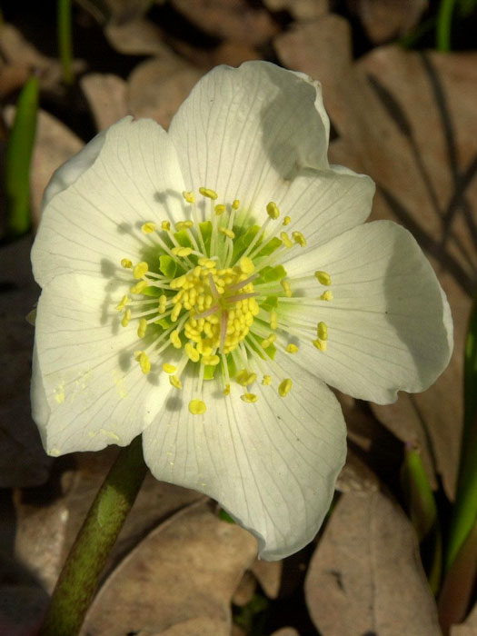 helleborus-niger Blüte der Schneerose
