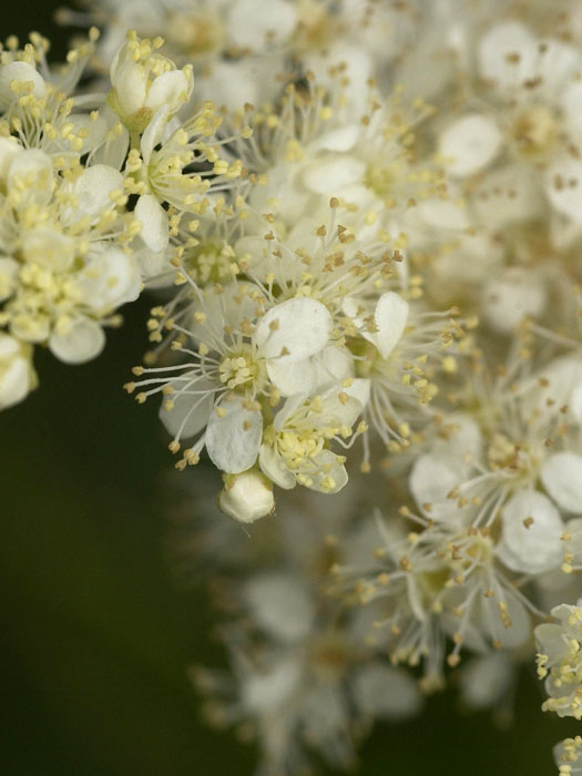 filipendula-ulmaria