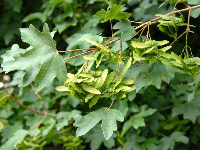 feldahorn-blatt55599b9b52bd5 Samen der Acer campestre