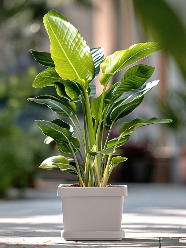 Pflanzgefaess Viva Square im Freien bepflanzt