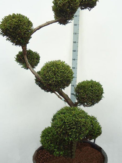 nadeln_bonsai_cryptomeria3_81578_2 Cryptomeria japonica 'Rasen', XXL-Produkt