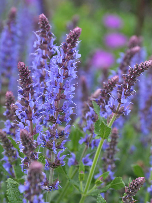 salvia-blauhuegel Salvia nemorosa 'Blauhügel' ('Blue Hill') (M), Blauer Steppensalbei