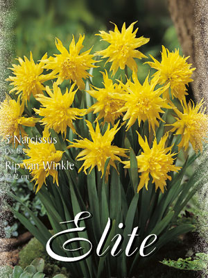 narcissus_rip_van_winkle_do Miniatur-Narzisse 'Rip van Winkle' (Art.Nr. 596126)