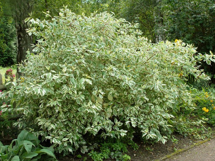 cornus-alba-elegantissima55599e1778fbb Der weißbunte Hartriegel als Strauch