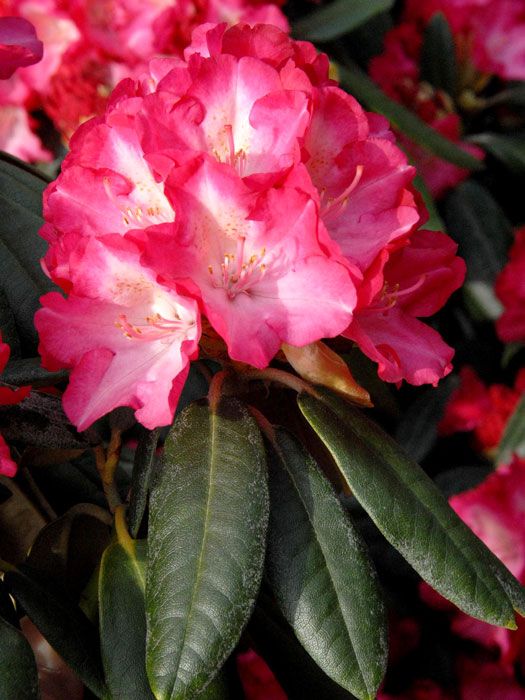 alpenrose-fantastica Rhododendron yakushimanum 'Fantastica'