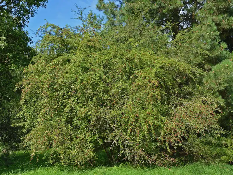 Weißdorn als Strauch Weissdorn als Grossstrauch
