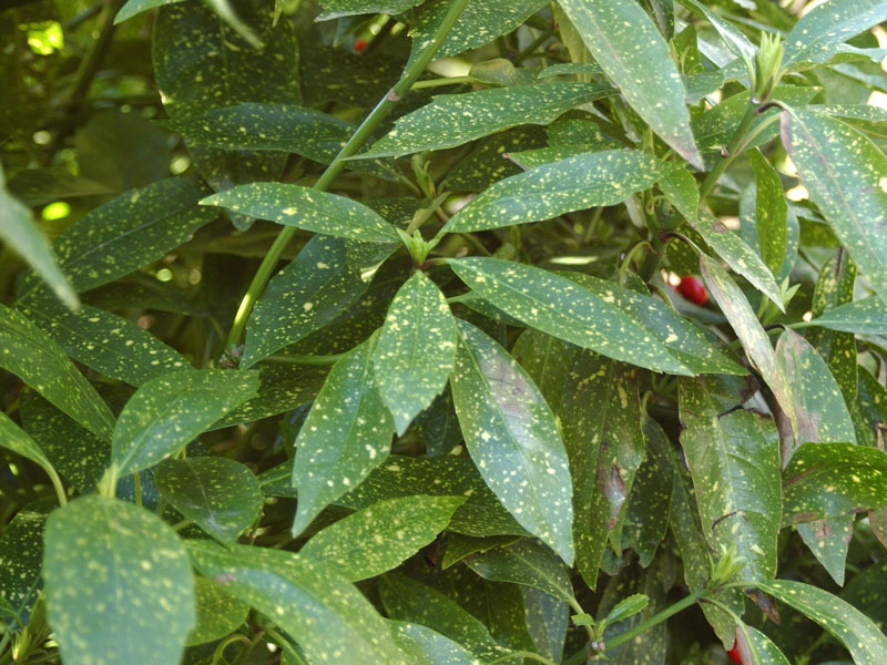 aukube-blatt Aucuba japonica, Japanische Aukube