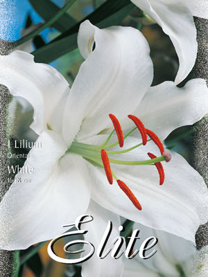 orientalische_lilien_hybriden_weiss_76917_0 Orientalische Lilien-Hybride 'Weiß' (Art.Nr. 597148)