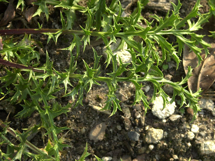 silberdistel