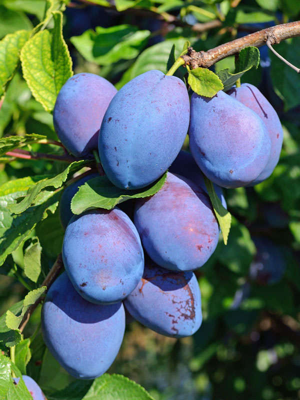 Zwetschen der Sorte Italienische Zwetsche am Baum haengend