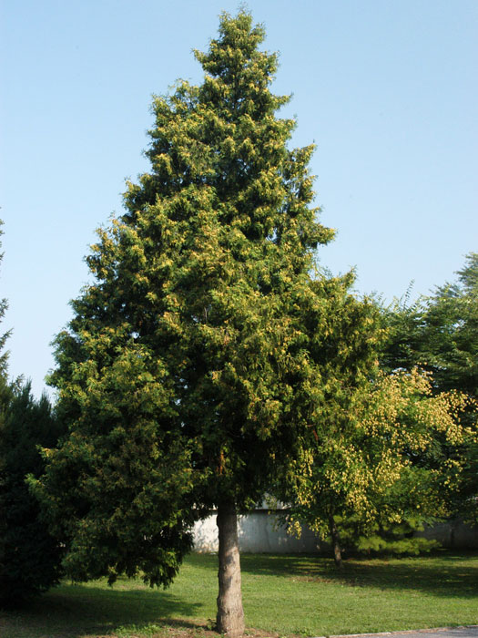 thuja-occidentalis Thuja Baum