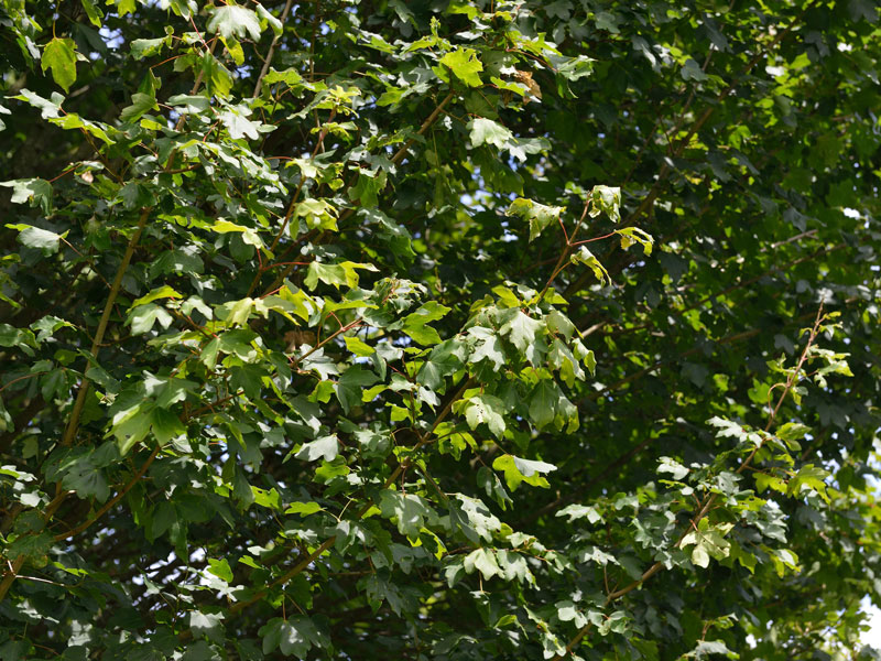 Acer campestre 'Elsrijk', Kegel-Feldahorn - Hochstamm - XXL-Produkt Acer campestre 'Elsrijk', Kegel-Feldahorn - Hochstamm - XXL-Produkt