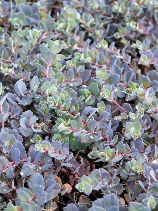 sedum-bertram-anderson