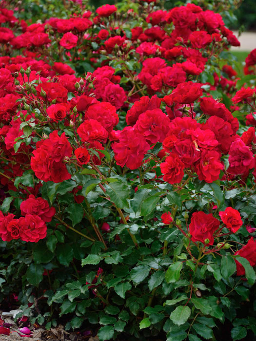 rose-rotilia-bluete Rose Rotilia ®  - Kordes
