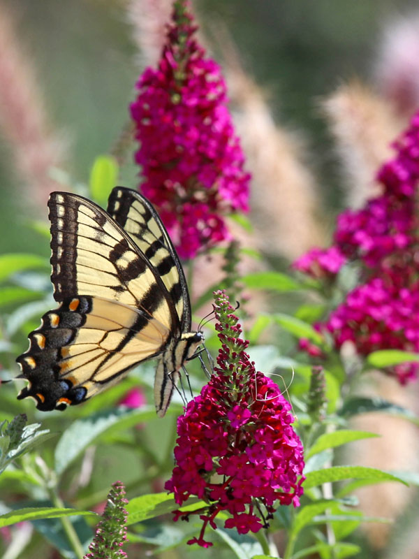 Bluete des Buddleja davidii Butterfly Candy Little Ruby