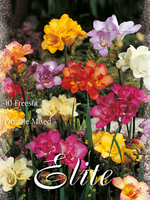 freesien_gefuellt_blueende_mischung_76904_0 Freesien, gefülltblühende Mischung, Freesia (Art.Nr. 596728)