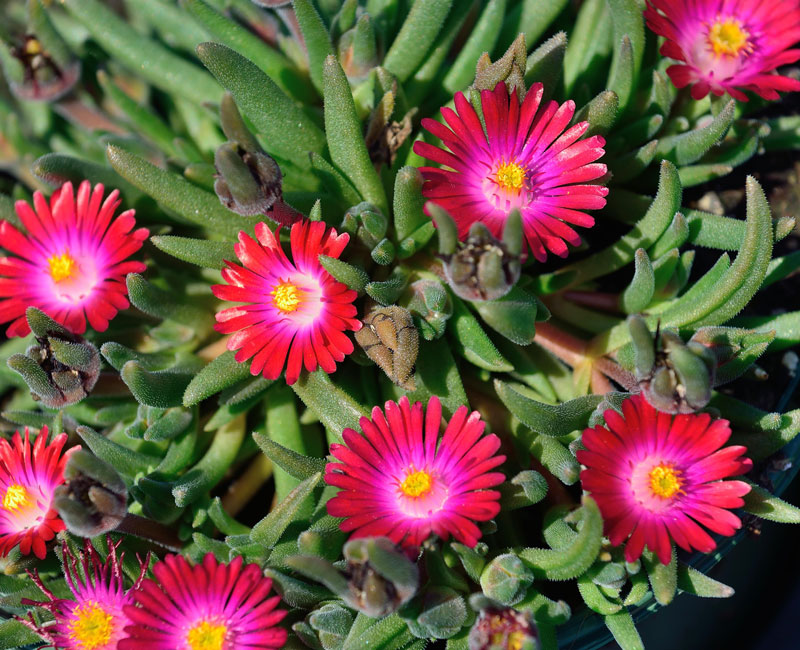 mittagsblume-garnet Delosperma Hybride 'Jewel of Desert Garnet', Mittagsblume