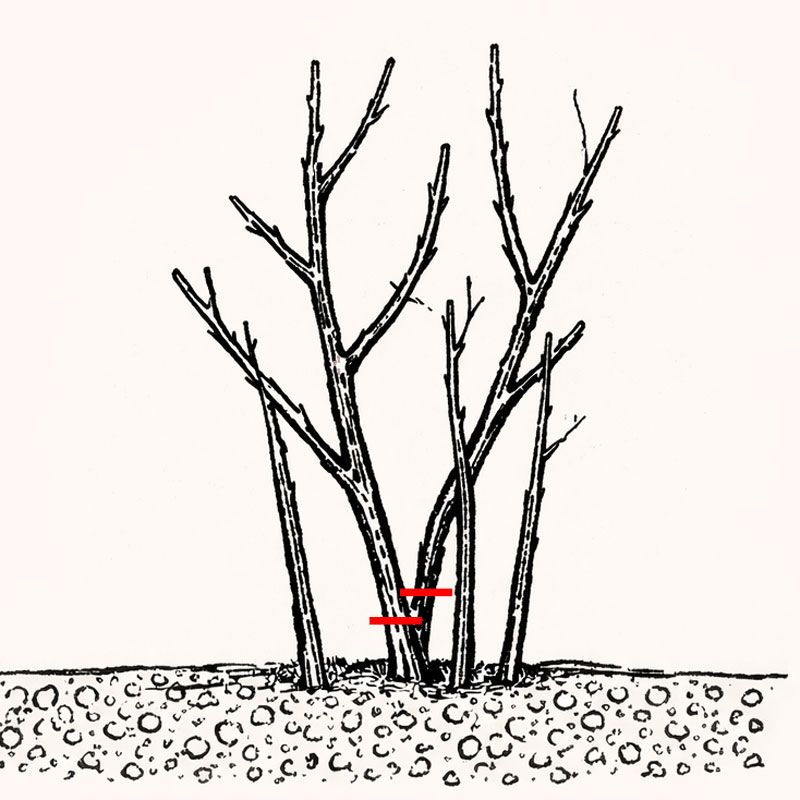Anleitungsskizze zum Rueckschnitt von schwarzen Johannisbeerstraeucher
