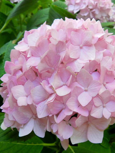 hydrangea_endl_summer_9_803_80368_1 Endless Summer Rosa Blüte