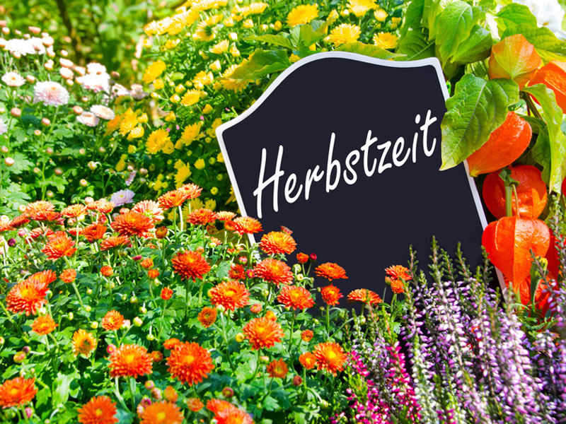 Herbst-Stauden-Sortiment Herbstblüher - 5 Sorten (12 Pflanzen)