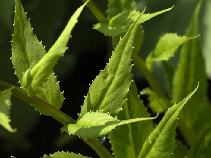 hesperis-matronalis-blatt