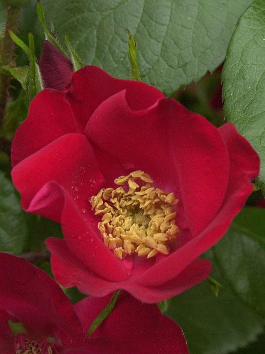 rose-robusta Rose Robusta