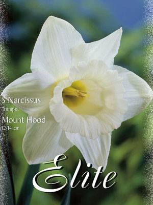 narcissus_mount_hood_trumpe Trompeten-Narzissen 'Mount Hood' (Art.Nr. 596008)