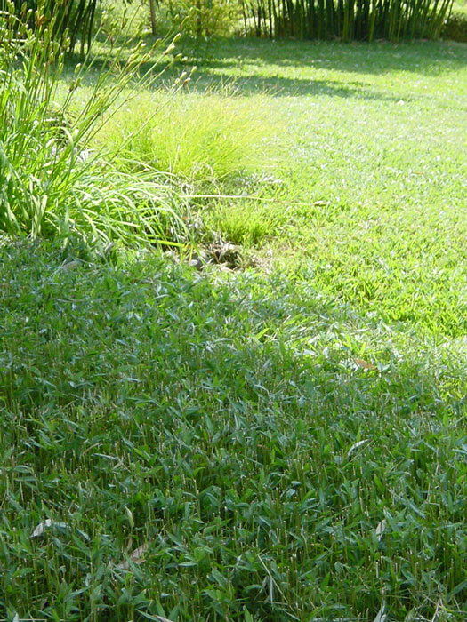 faecher-zwergbambus-flaeche