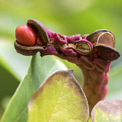 Magnolien-Knospen