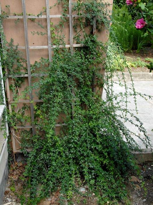 echter-winterjasmin Der Winterjasmin im Sommer