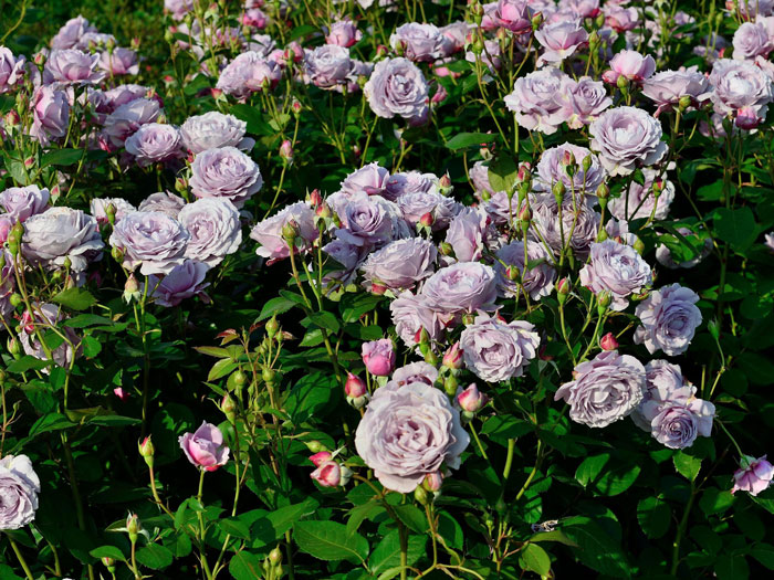 rosen-novalis die Rose Novalis