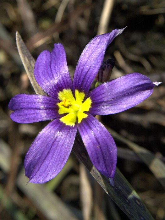 sisyrinchium-angustifolium