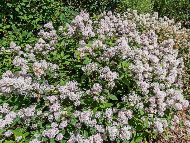 Strauch der Rosa Saeckelblume Marie Simon