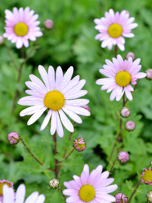 dendranthema-roseum Dendranthema arcticum 'Roseum', Grönlandmargerite, Arcanthemum
