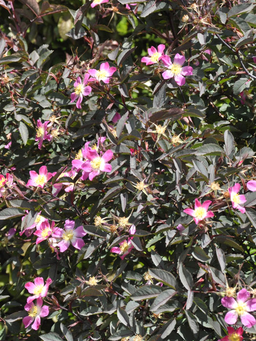rosa-glauca-strauch55599b914e3b0