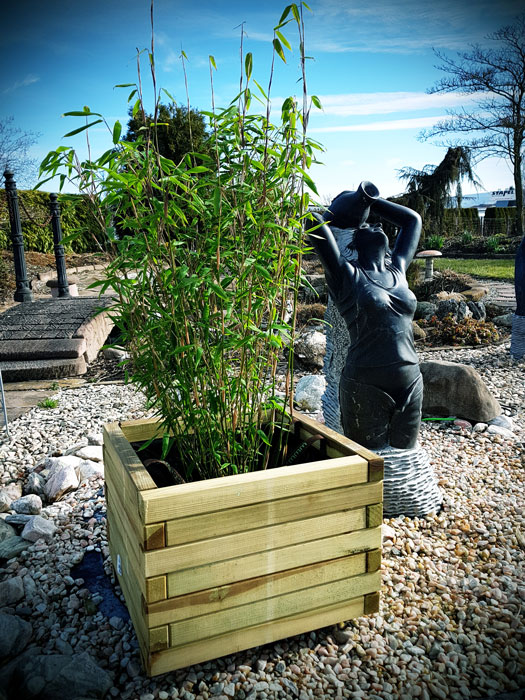 Bambus Jumbo in Holzpflanzkuebel gepflanzt